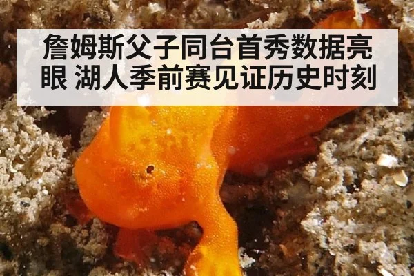 詹姆斯父子同台首秀数据亮眼 湖人季前赛见证历史时刻